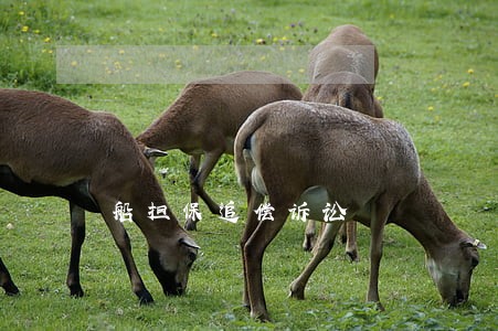 船担保追偿诉讼
