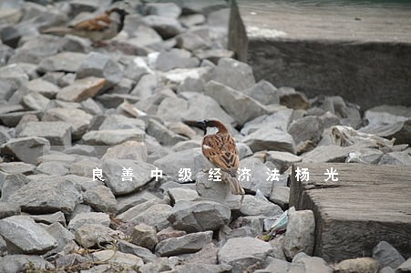 良善中级经济法杨光