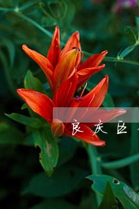 良庆区债务担保律师 良庆区债务担保律师