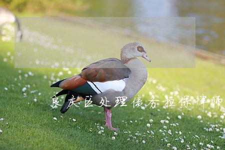 良庆区处理债务担保律师团队 良庆区处理债务担保律师团队