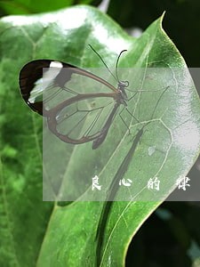 良心的律法普遍理性 良心的律法普遍理性