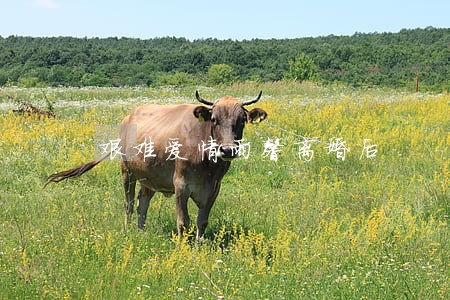 艰难爱情雨馨离婚后 艰难爱情雨馨离婚后