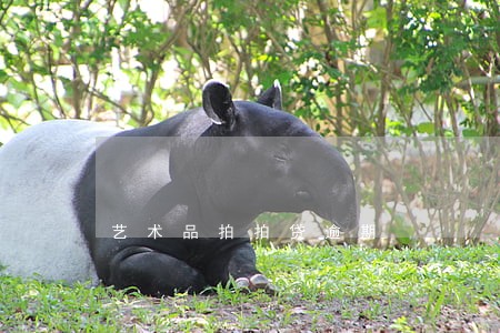 艺术品拍拍贷逾期 艺术品拍拍贷逾期