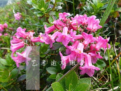 艺考逾期缴费 艺考逾期缴费