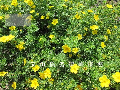 艾山债务律师排名 艾山债务律师排名