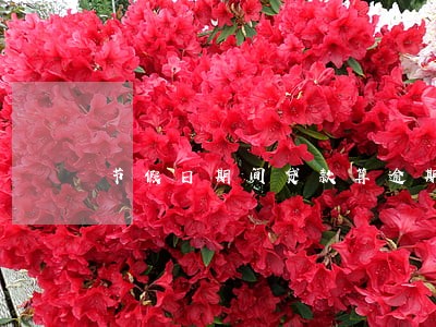 节假日期间贷款算逾期 节假日期间贷款算逾期