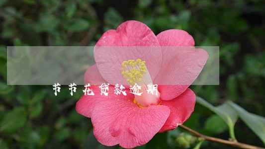 节节花贷款逾期 节节花贷款逾期