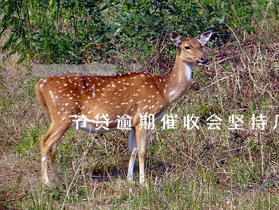 节贷逾期催收会坚持几天 节贷逾期催收会坚持几天