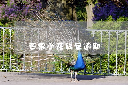 芒果小花钱包逾期 芒果小花钱包逾期