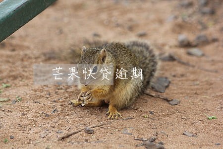 芒果快贷逾期 芒果快贷逾期