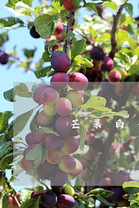 芒果白卡逾期5天的后果 芒果白卡逾期5天的后果