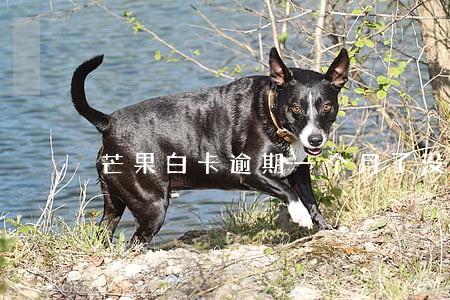 芒果白卡逾期一个月了没人联系 芒果白卡逾期一个月了没人联系