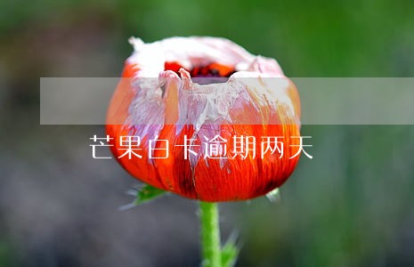 芒果白卡逾期两天 芒果白卡逾期两天