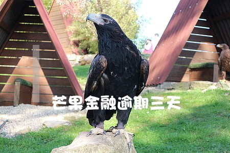 芒果金融逾期三天 芒果金融逾期三天