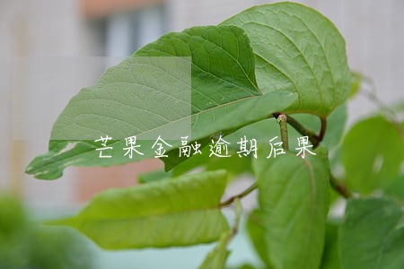 芒果金融逾期后果