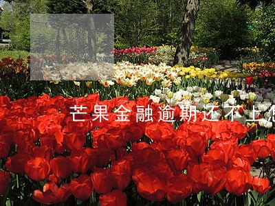 芒果金融逾期还不上怎么办 芒果金融逾期还不上怎么办