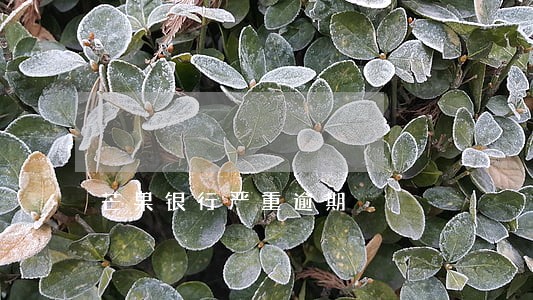 芒果银行严重逾期 芒果银行严重逾期
