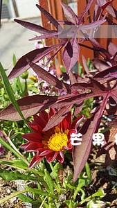 芒果银行逾期短信