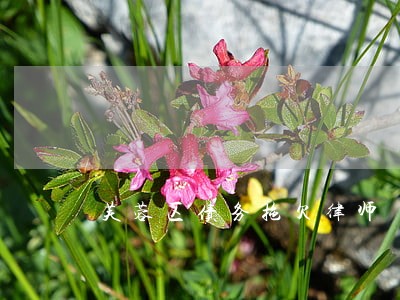 芙蓉区债务拖欠律师 芙蓉区债务拖欠律师