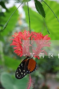 芙蓉区债务追偿律师事务所 芙蓉区债务追偿律师事务所