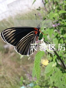 芙蓉区厉害的刑事案费用律师 芙蓉区厉害的刑事案费用律师