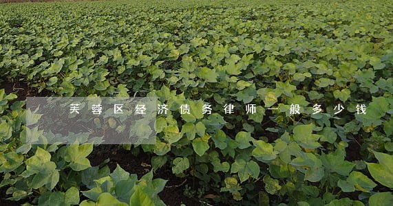 芙蓉区经济债务律师一般多少钱 芙蓉区经济债务律师一般多少钱