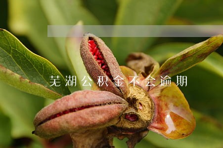 芜湖公积金不会逾期 芜湖公积金不会逾期