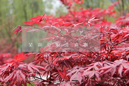 芜湖公积金逾期 芜湖公积金逾期