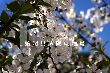芜湖县法院电话号 芜湖县法院电话号