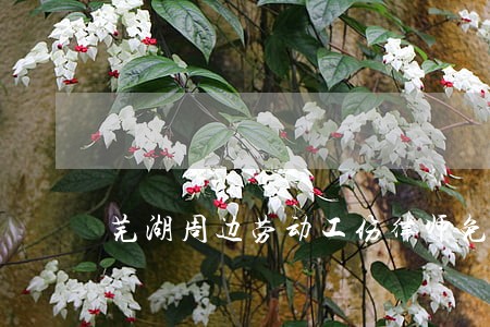 芜湖周边劳动工伤律师免费咨询