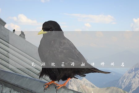 芜湖地区婚姻律师排名 芜湖地区婚姻律师排名