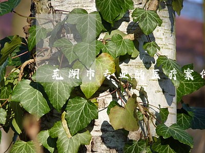 芜湖市专业的医疗案件律师 芜湖市专业的医疗案件律师