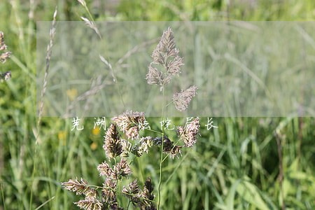 芜湖市法院局长 芜湖市法院局长