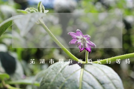 芜湖市现在离婚实行等待期了么 芜湖市现在离婚实行等待期了么