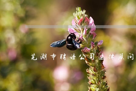 芜湖市聘请公司法律顾问