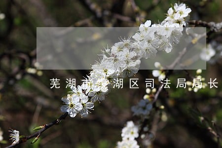 芜湖市镜湖区司法局局长联系方式