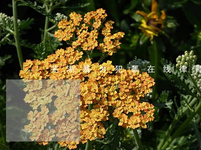 芜湖暴力犯罪在线律师咨询 芜湖暴力犯罪在线律师咨询