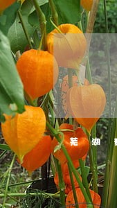 芜湖有名婚姻家庭律师