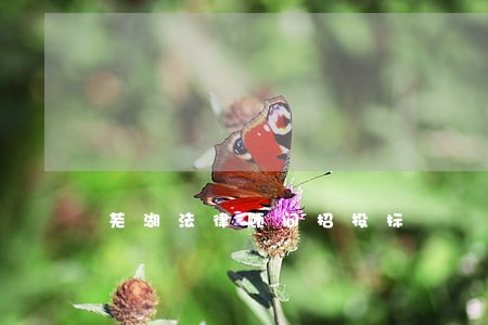 芜湖法律顾问招投标 芜湖法律顾问招投标