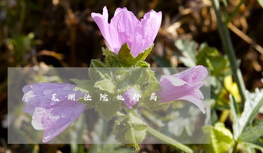 芜湖法院执行局 芜湖法院执行局