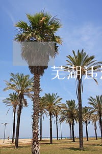 芜湖违法使用专用车道 芜湖违法使用专用车道