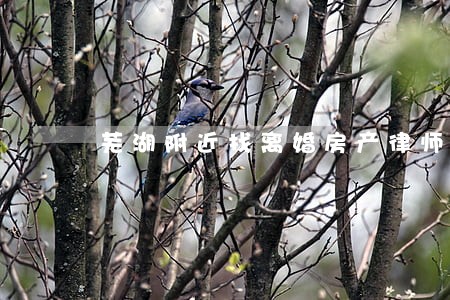 芜湖附近找离婚房产律师 芜湖附近找离婚房产律师