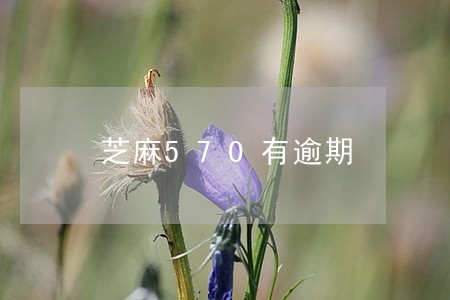 芝麻570有逾期