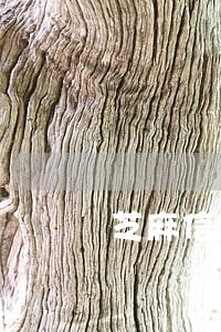 芝麻信用2020逾期记录在哪看