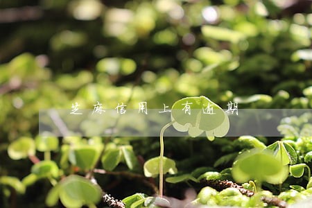 芝麻信用上有逾期 芝麻信用上有逾期