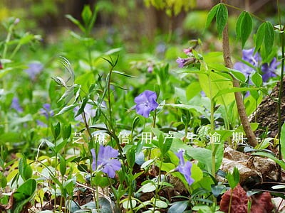 芝麻信用产生逾期 芝麻信用产生逾期