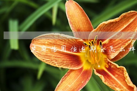 芝麻信用住逾期会怎么样 芝麻信用住逾期会怎么样