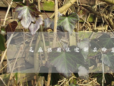 芝麻信用住逾期在哪里支付