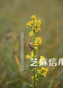 芝麻信用借伞逾期 芝麻信用借伞逾期