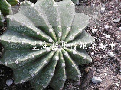 芝麻信用借呗逾期申诉 芝麻信用借呗逾期申诉